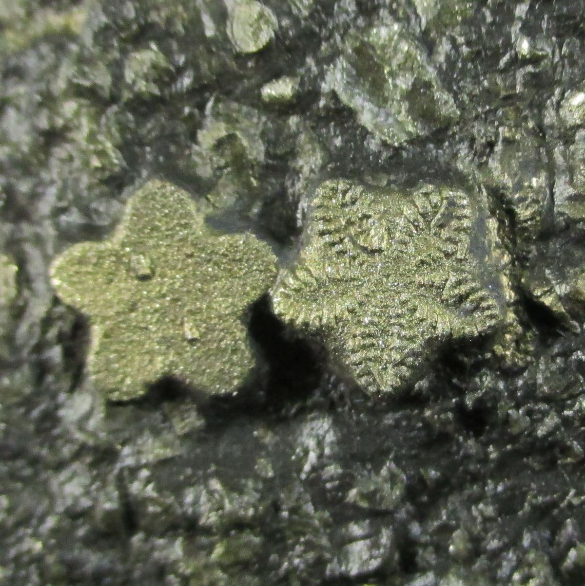 Pyrite Psm Fossil Crinoid & Ammonite