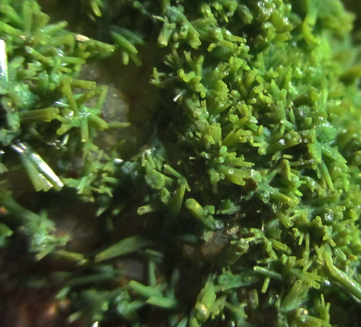 Pyromorphite On Quartz