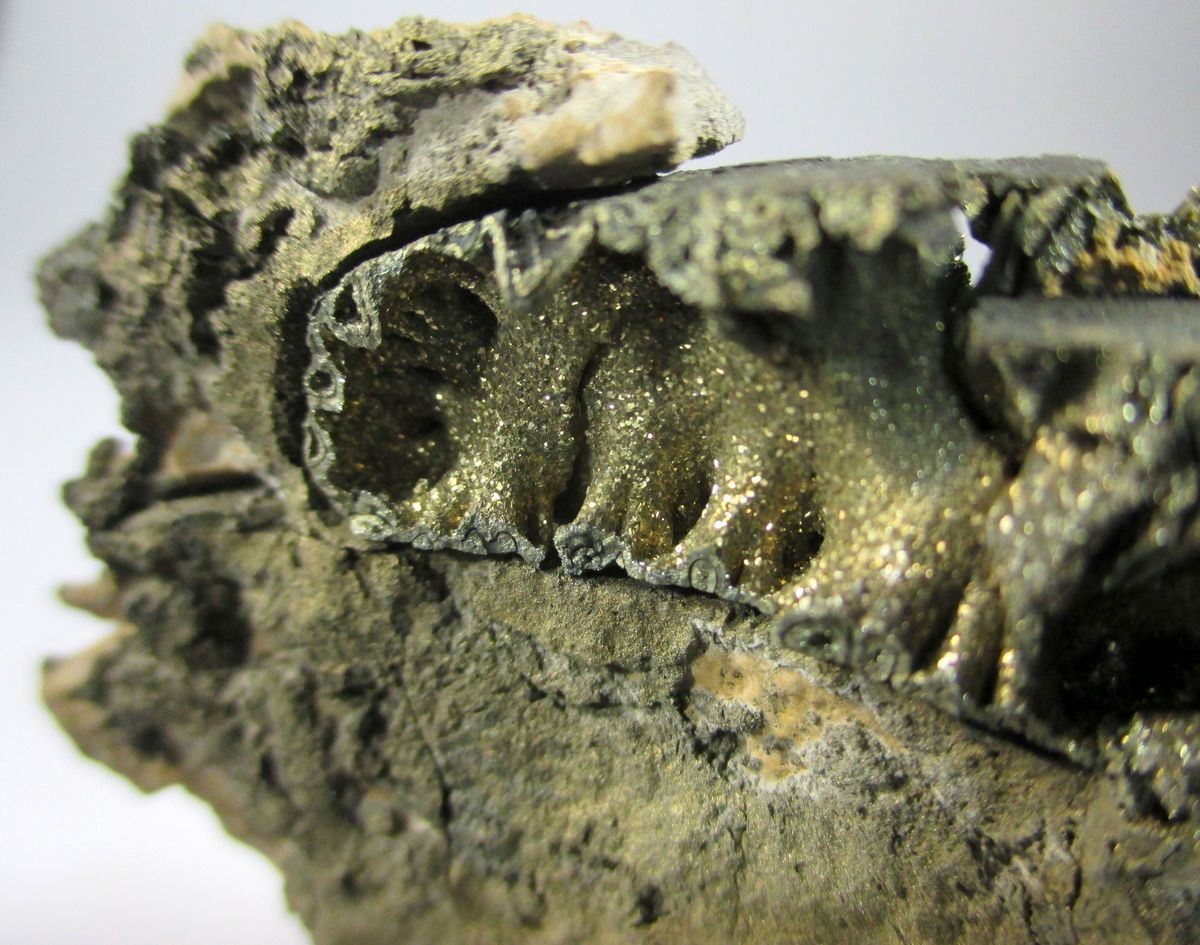 Pyritised Ammonite