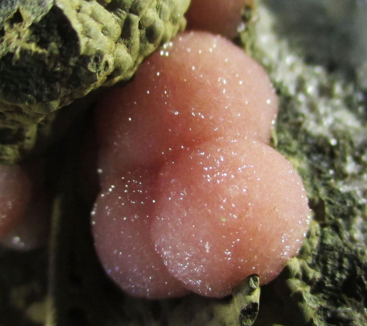 Rhodochrosite