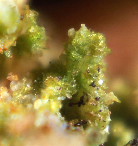 Chenevixite