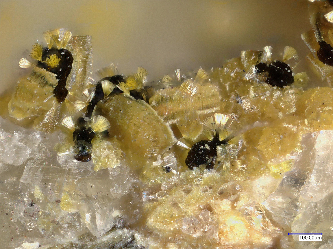 Jahnsite-(NaMnMg) & Ushkovite