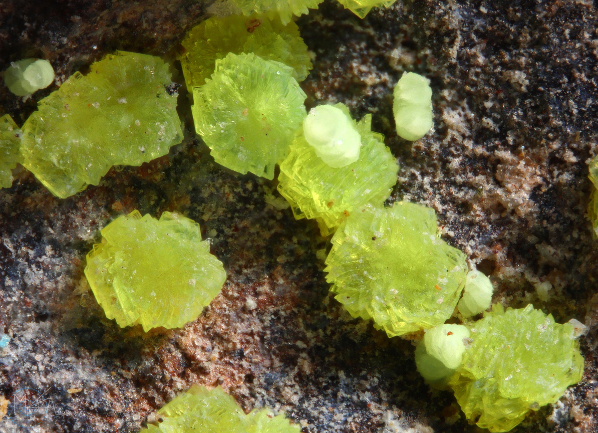 Línekite & Braunerite