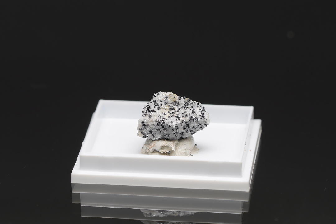 Molybdophyllite