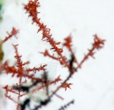 Native Copper In Gypsum