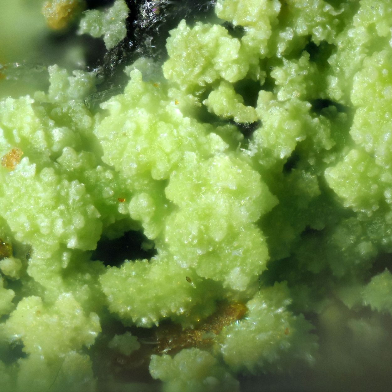Kahlerite
