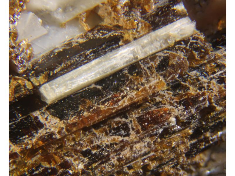 Kukisvumite