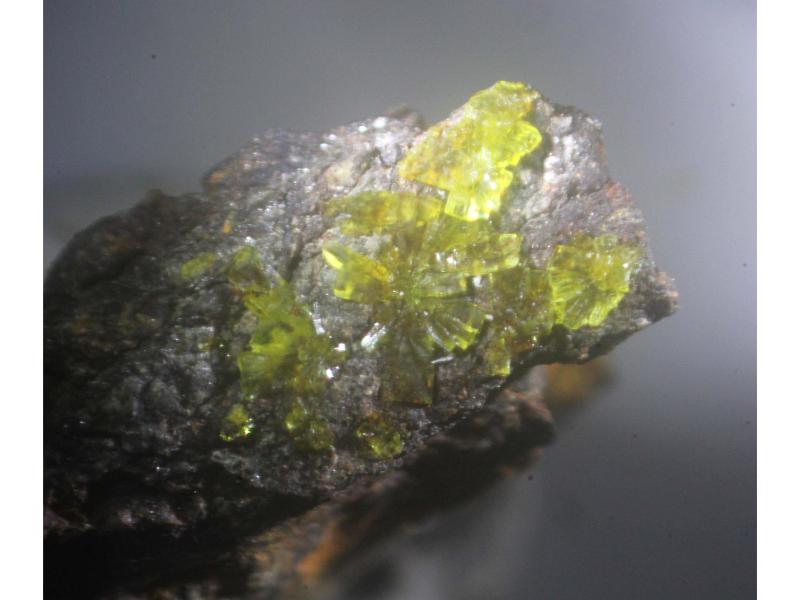 Grimselite