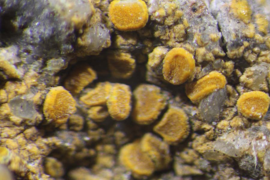 Warwickite Tridymite & Fluorophlogopite