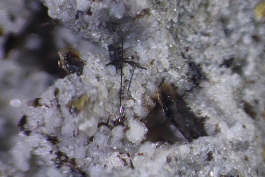 Warwickite Tridymite & Fluorophlogopite