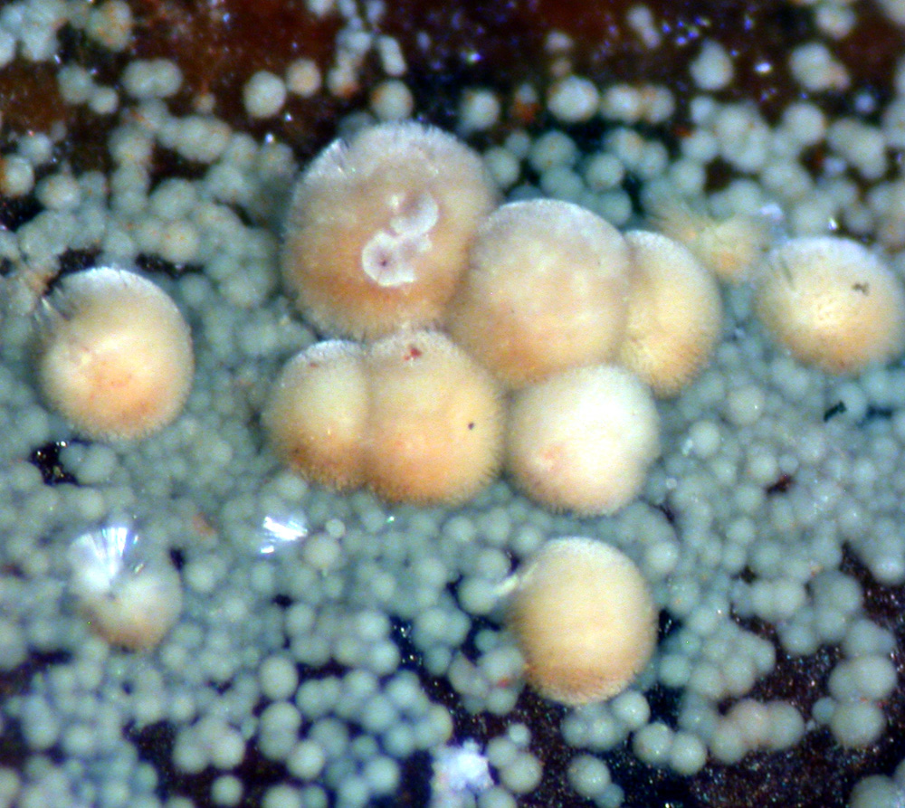 Lipscombite & Meurigite-K