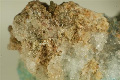 Eugsterite & Ammineite