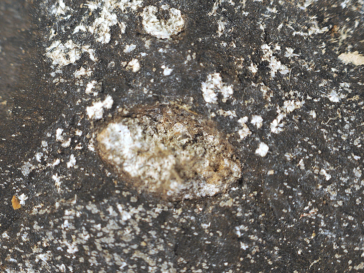 Kochsándorite