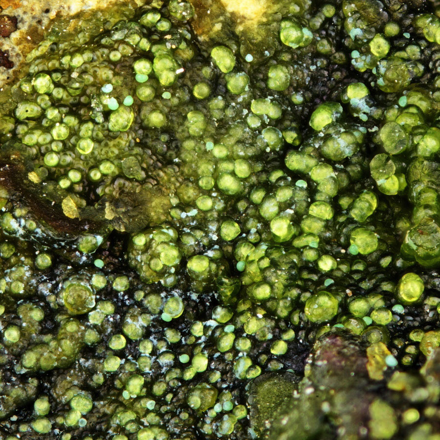 Pecoraite
