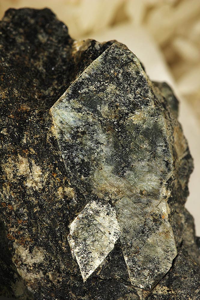 Naujakasite