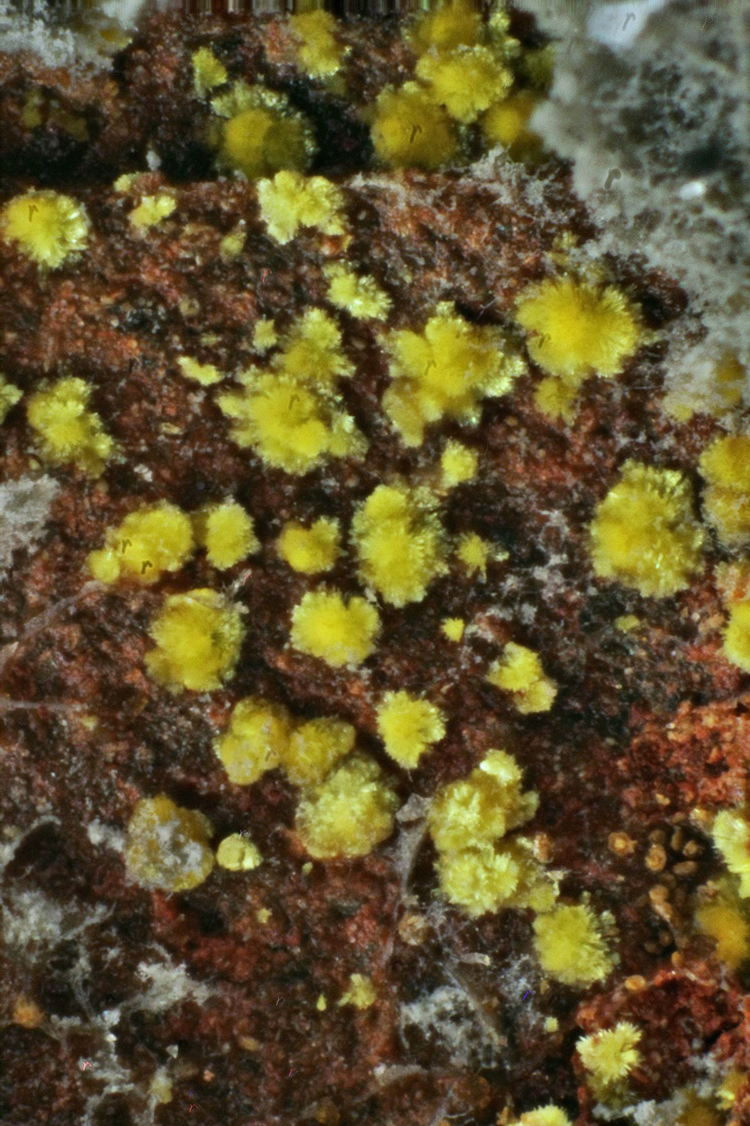 Kollerite