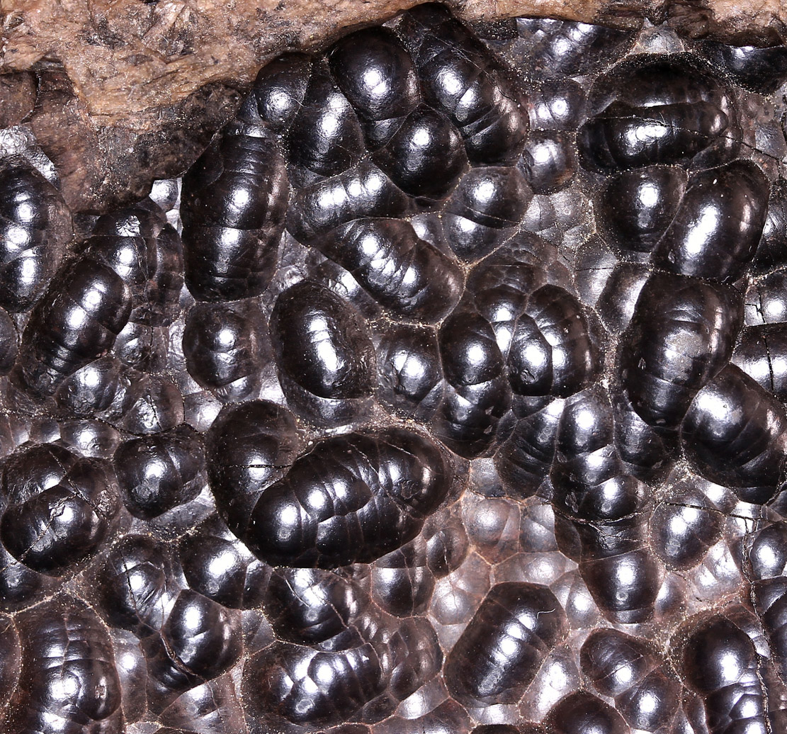 Hematite Var Kidney Ore