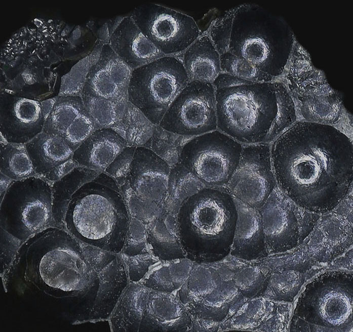 Uraninite
