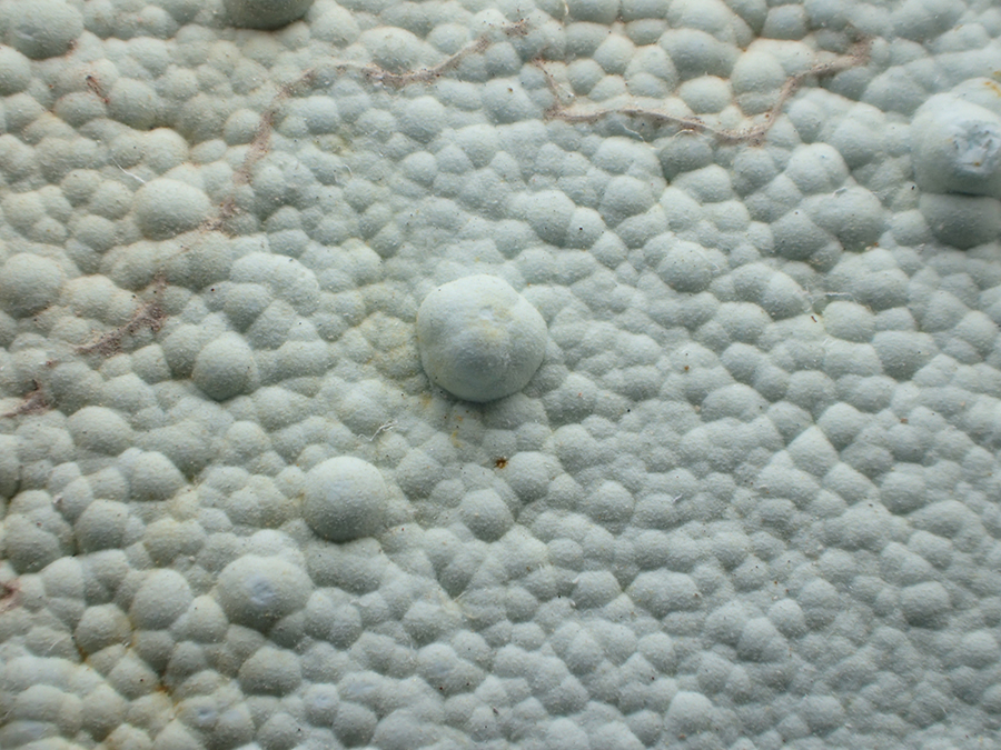 Planerite