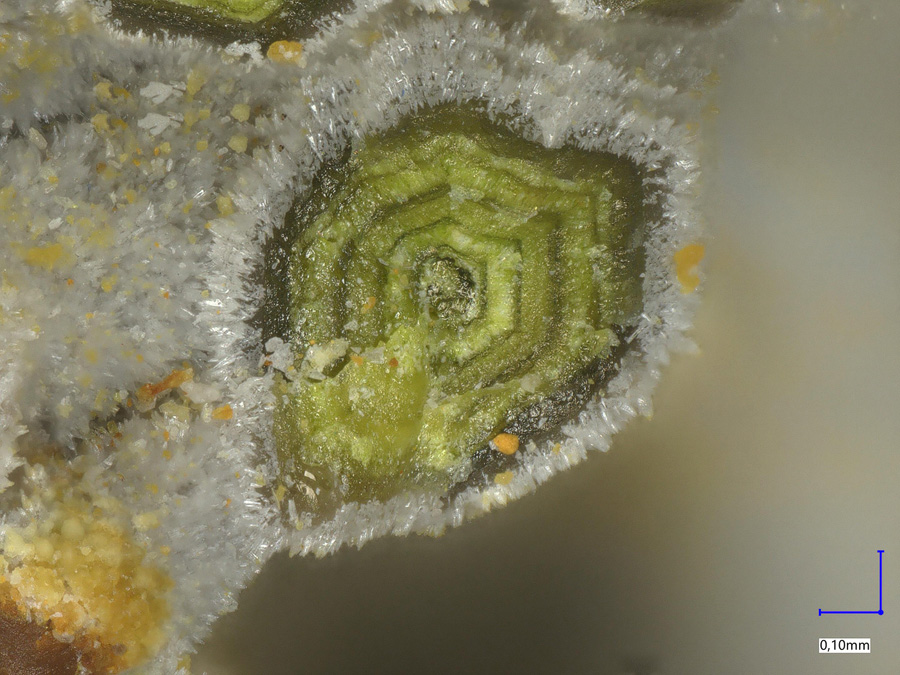 Pyromorphite & Phosphohedyphane