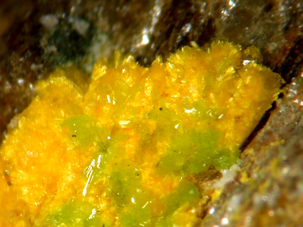 Jáchymovite Uranopilite & Johannite