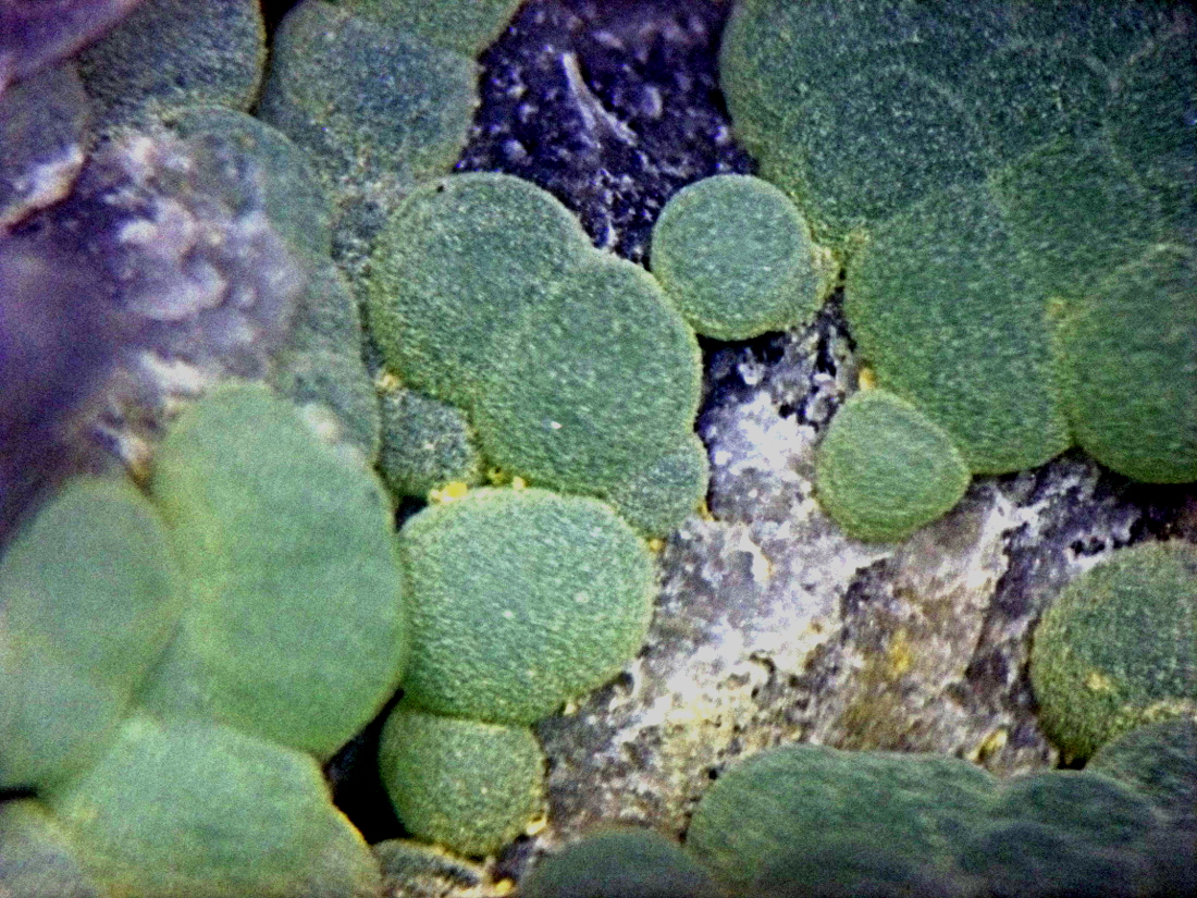 Planerite
