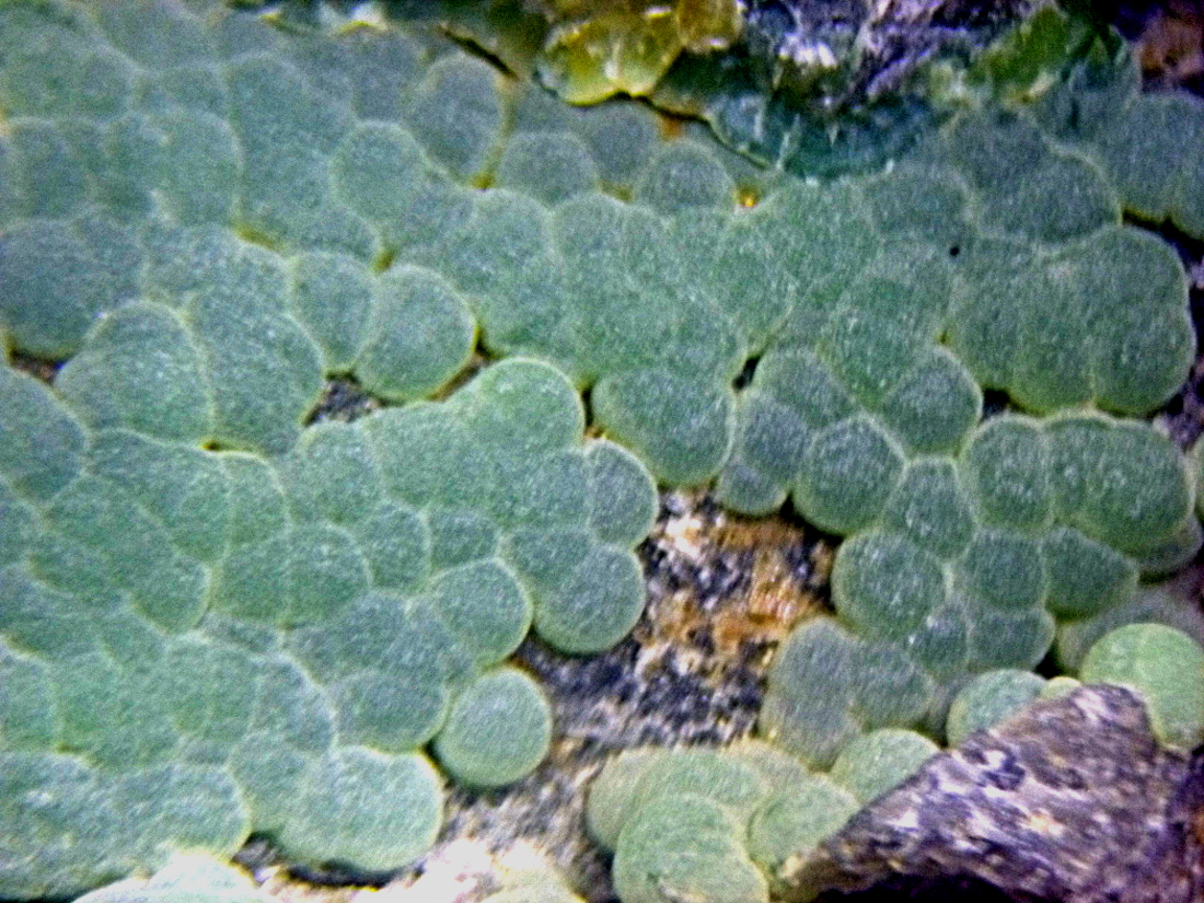 Planerite