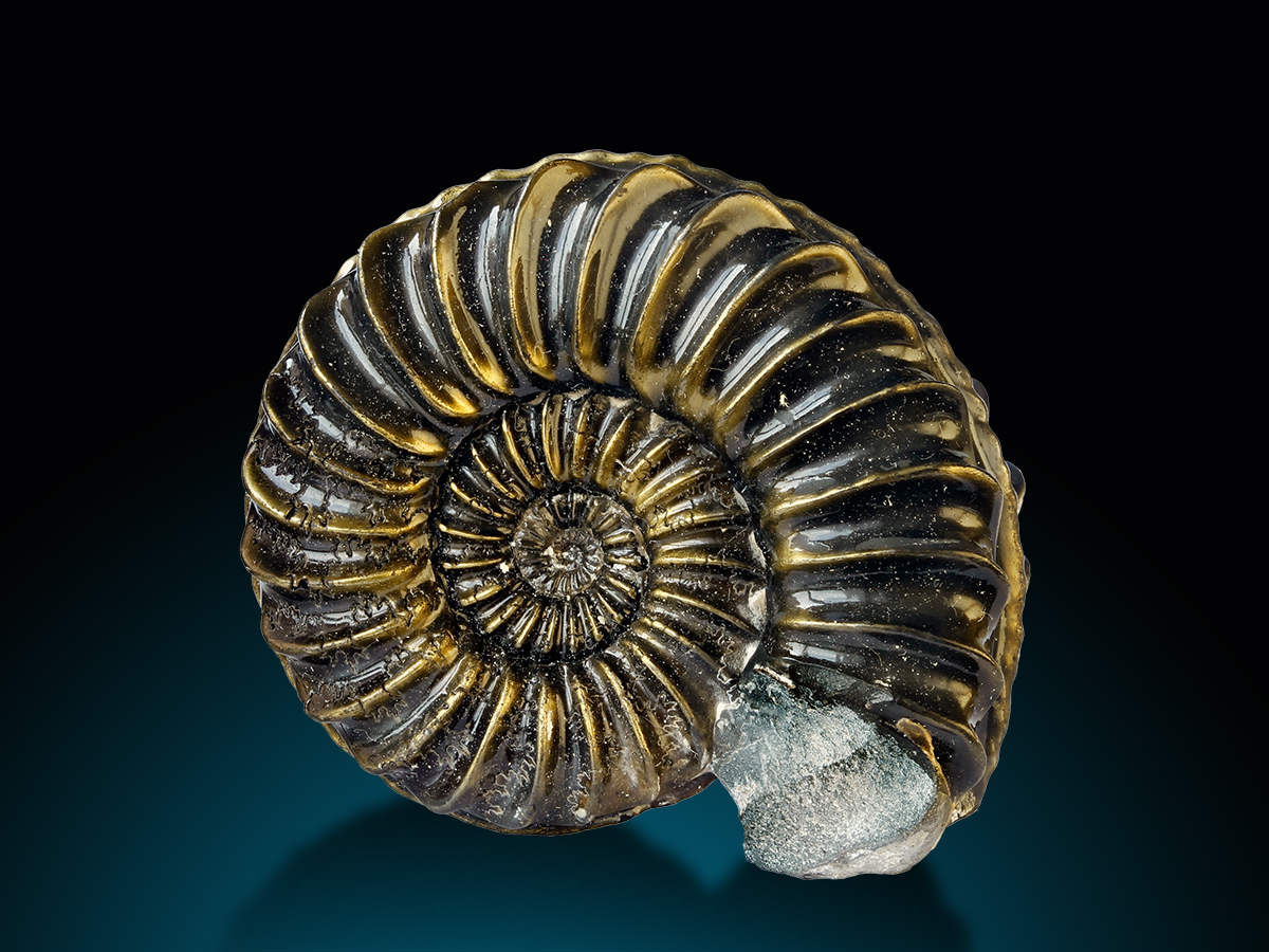 Fossil