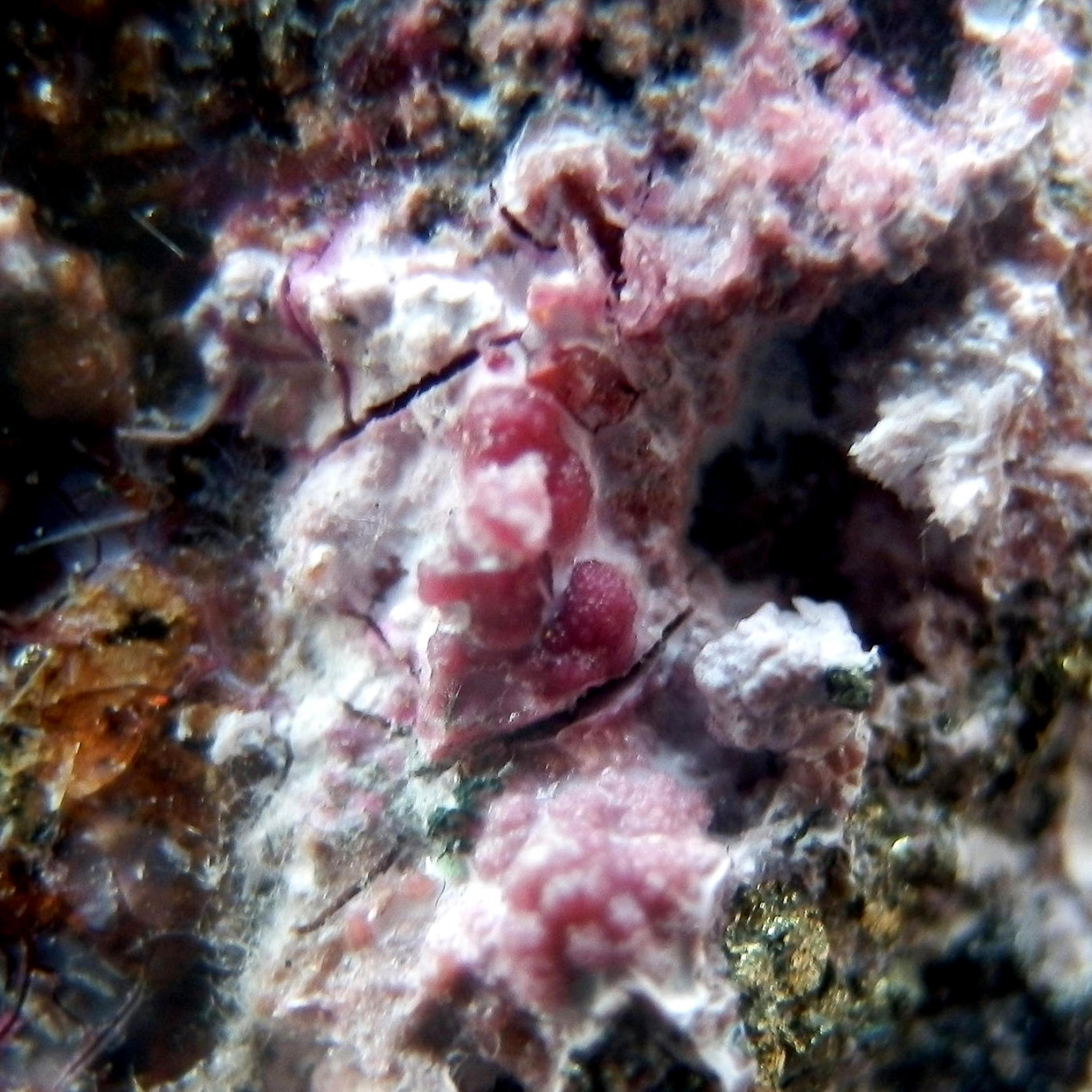 Erythrite