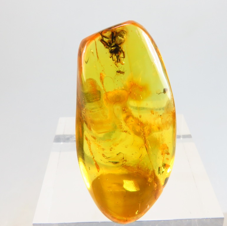 Amber With Insect