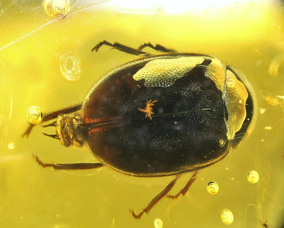 Amber With Insect