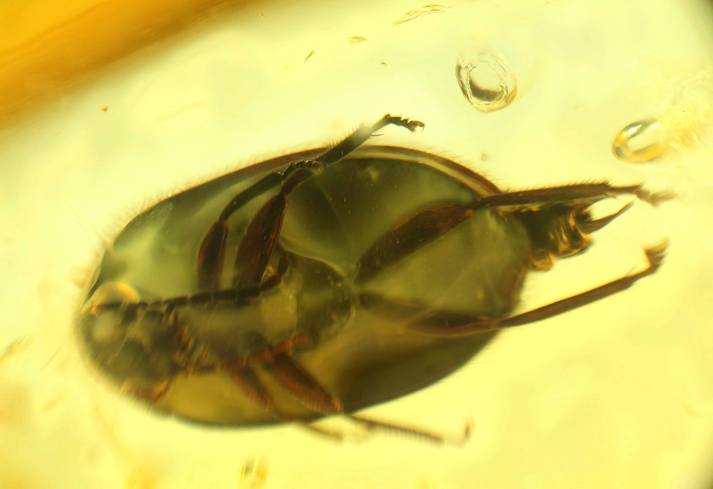 Amber With Insect