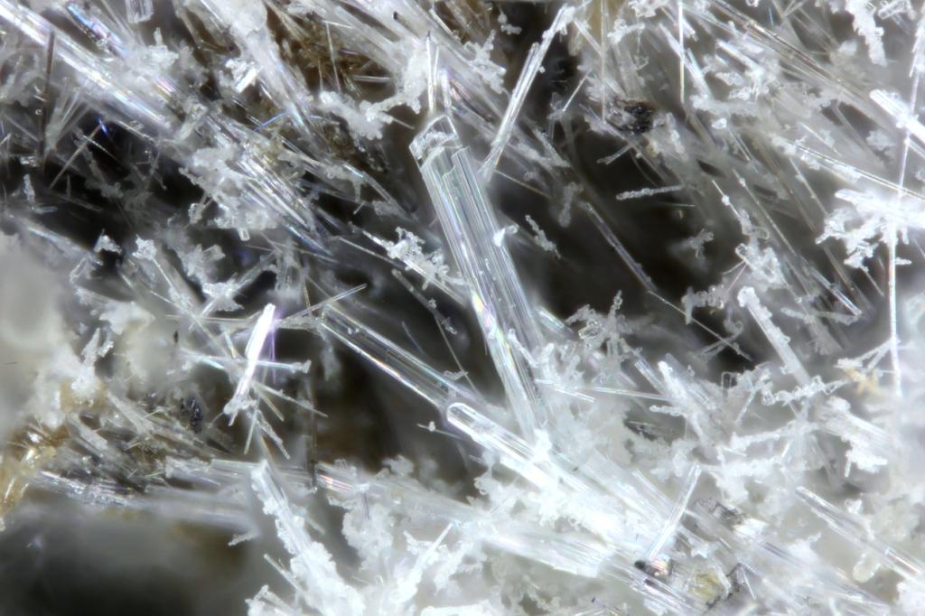 Kukisvumite
