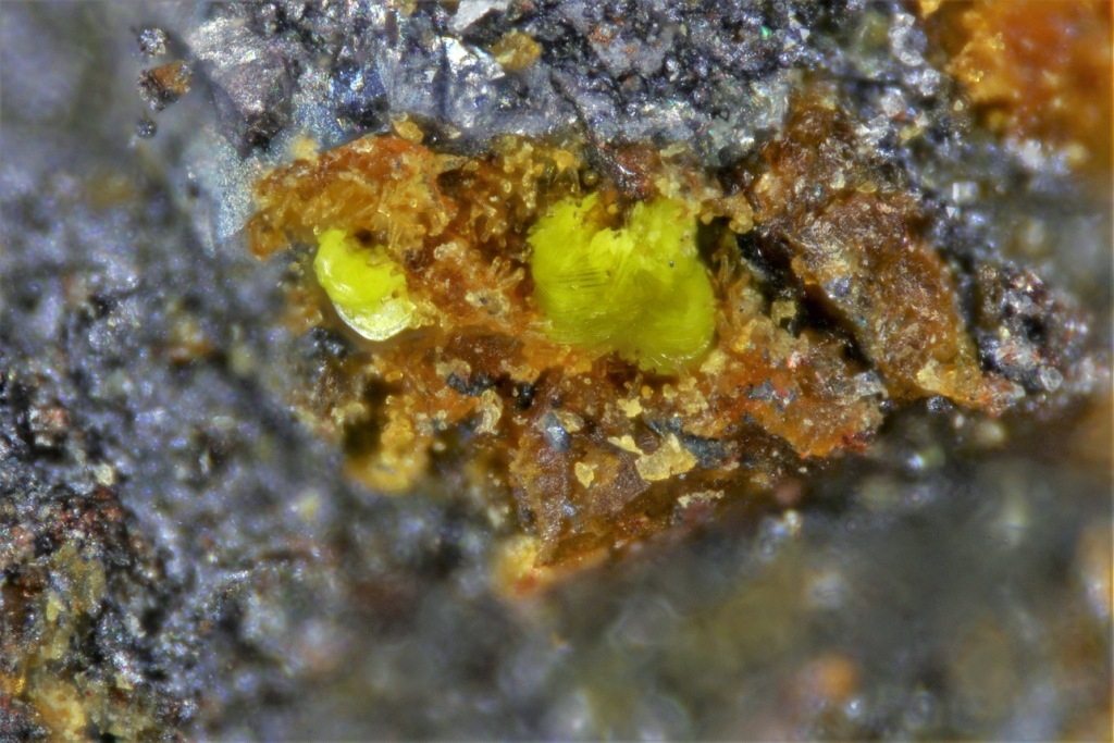 Halilsarpite