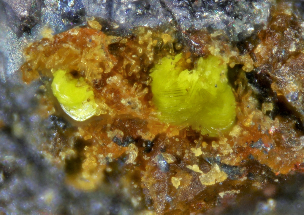 Halilsarpite