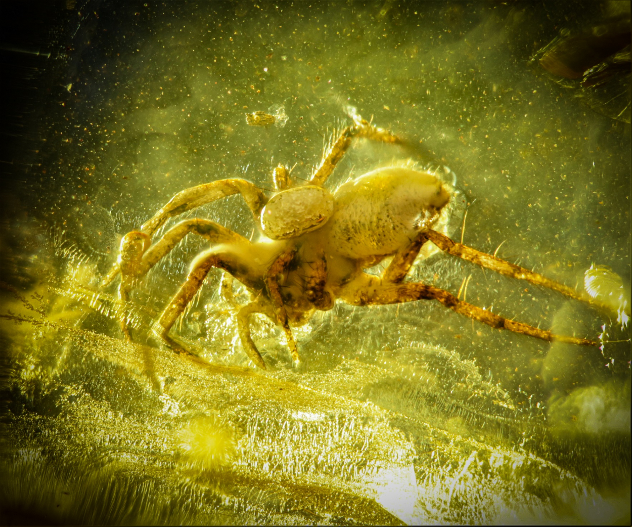 Amber With Spider
