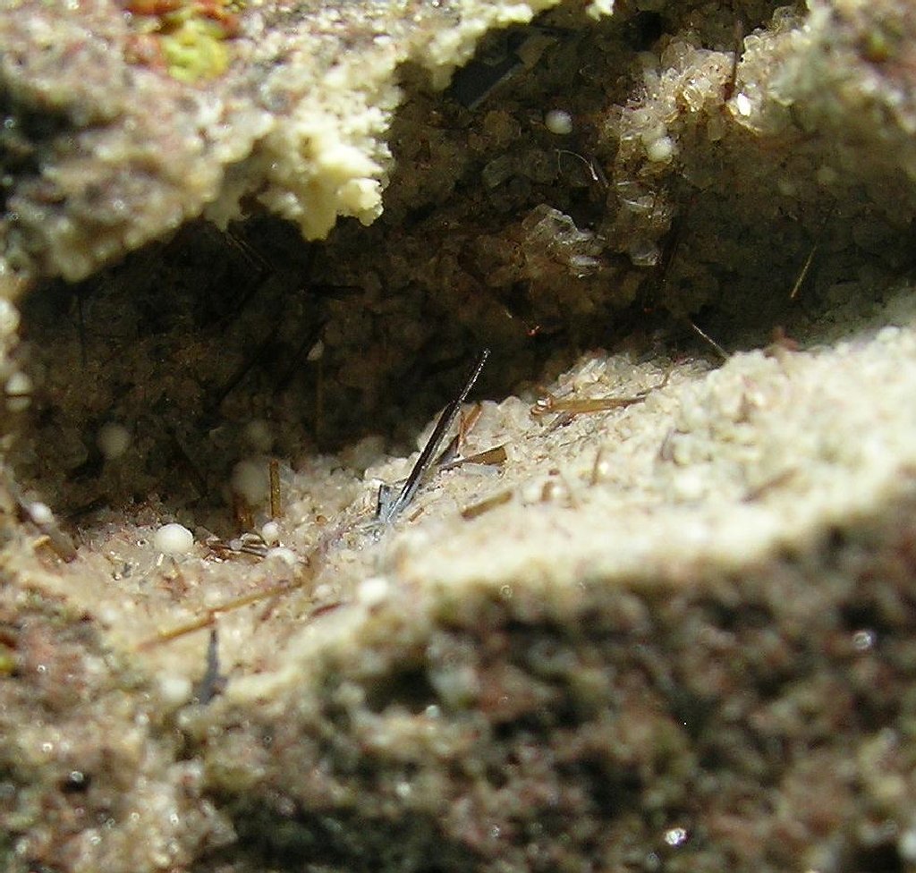 Armalcolite Enstatite & Tridymite