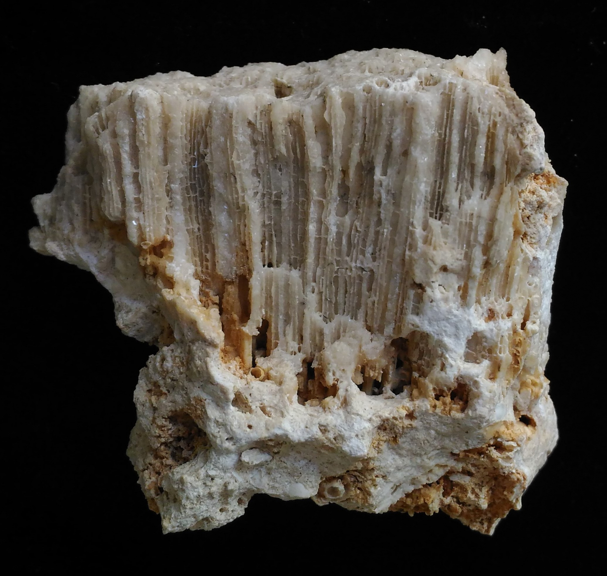 Calcite Psm Coral