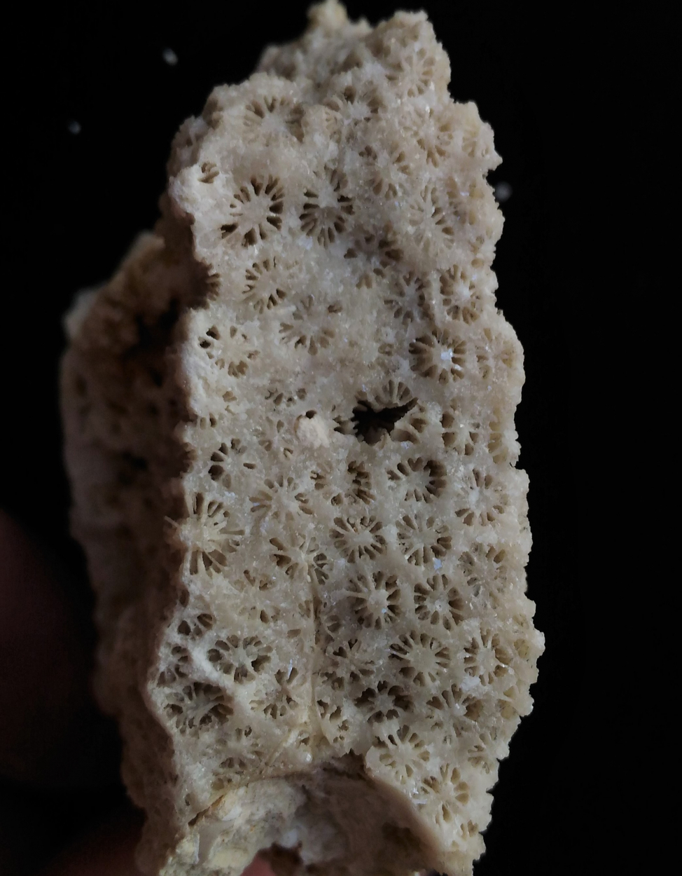 Calcite Psm Coral
