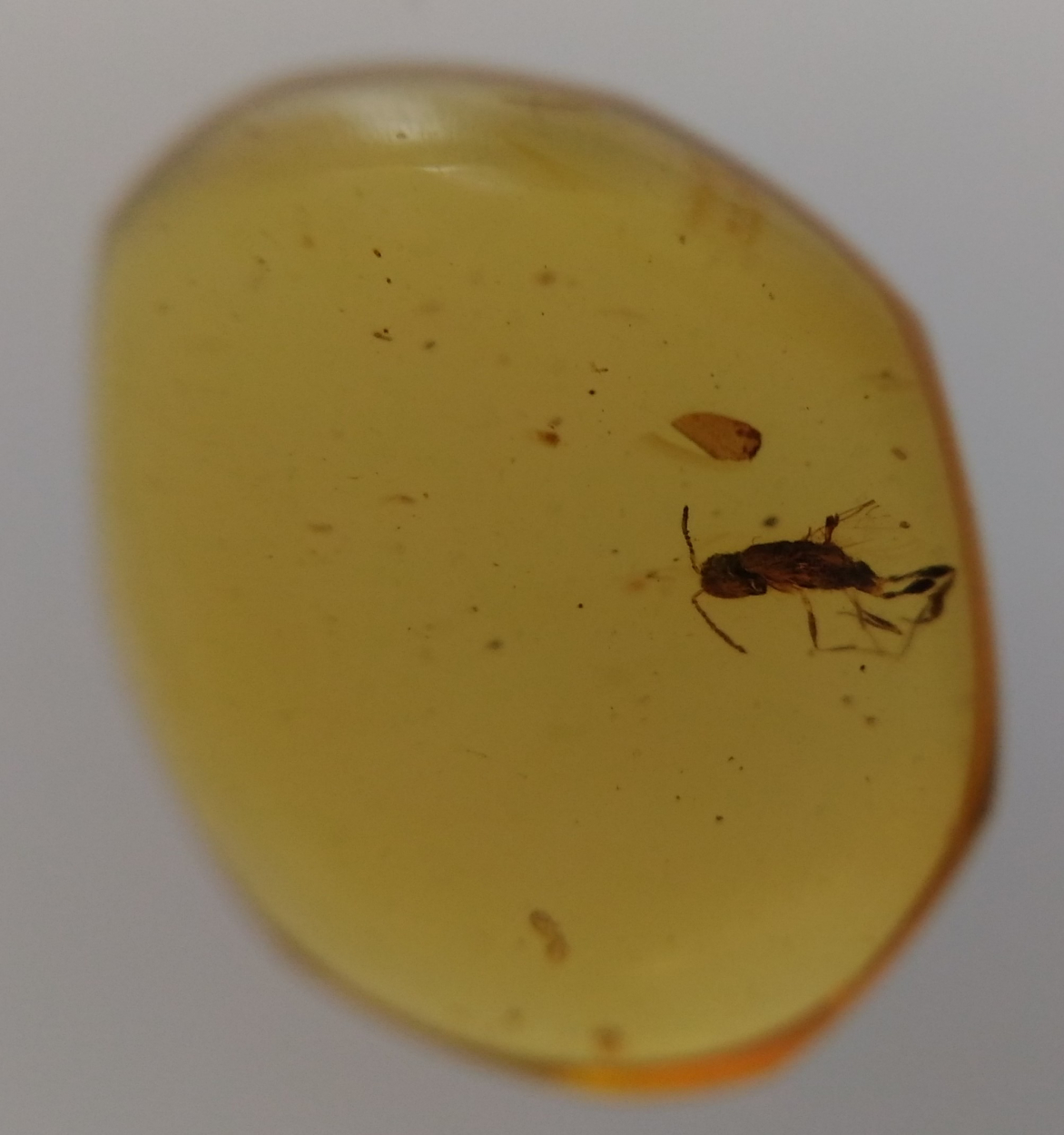 Amber With Inclusions