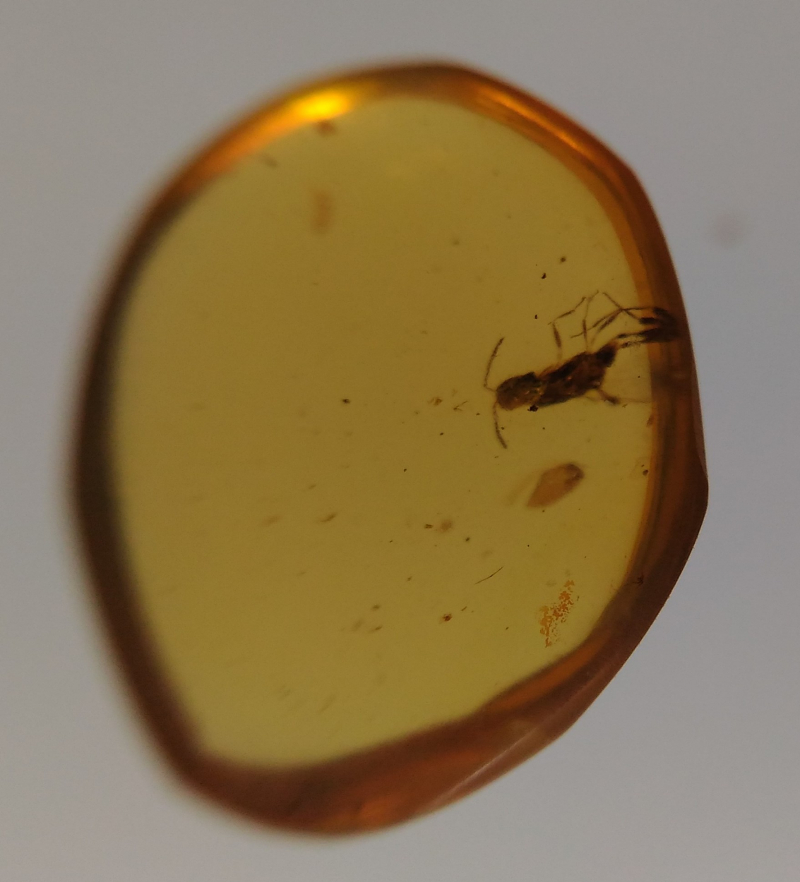 Amber With Inclusions