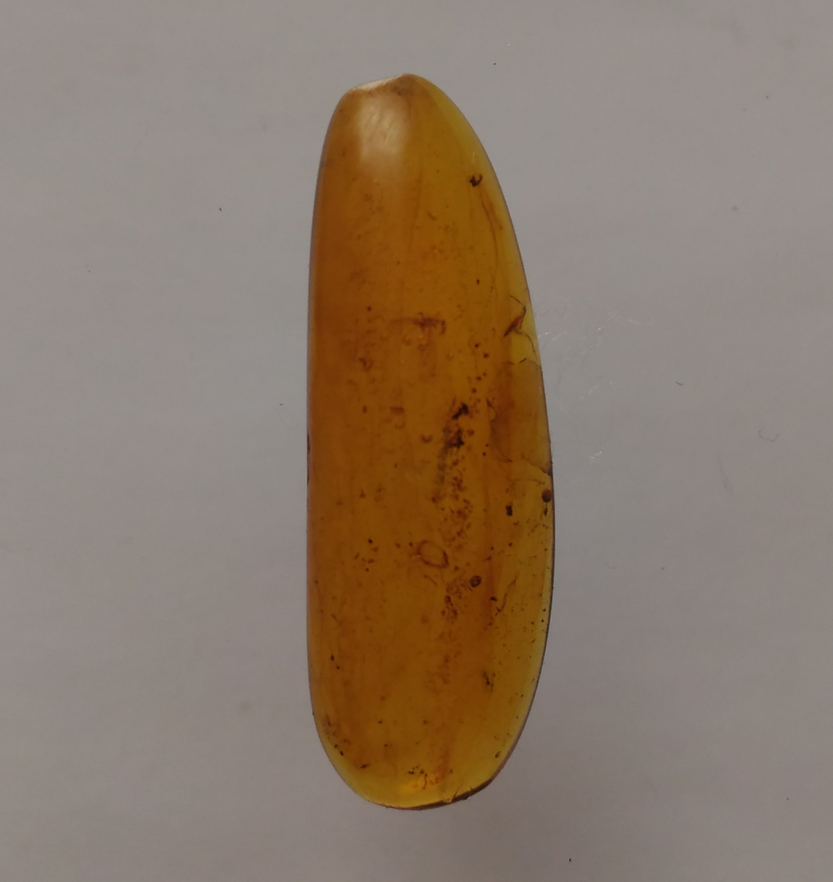 Amber With Insect