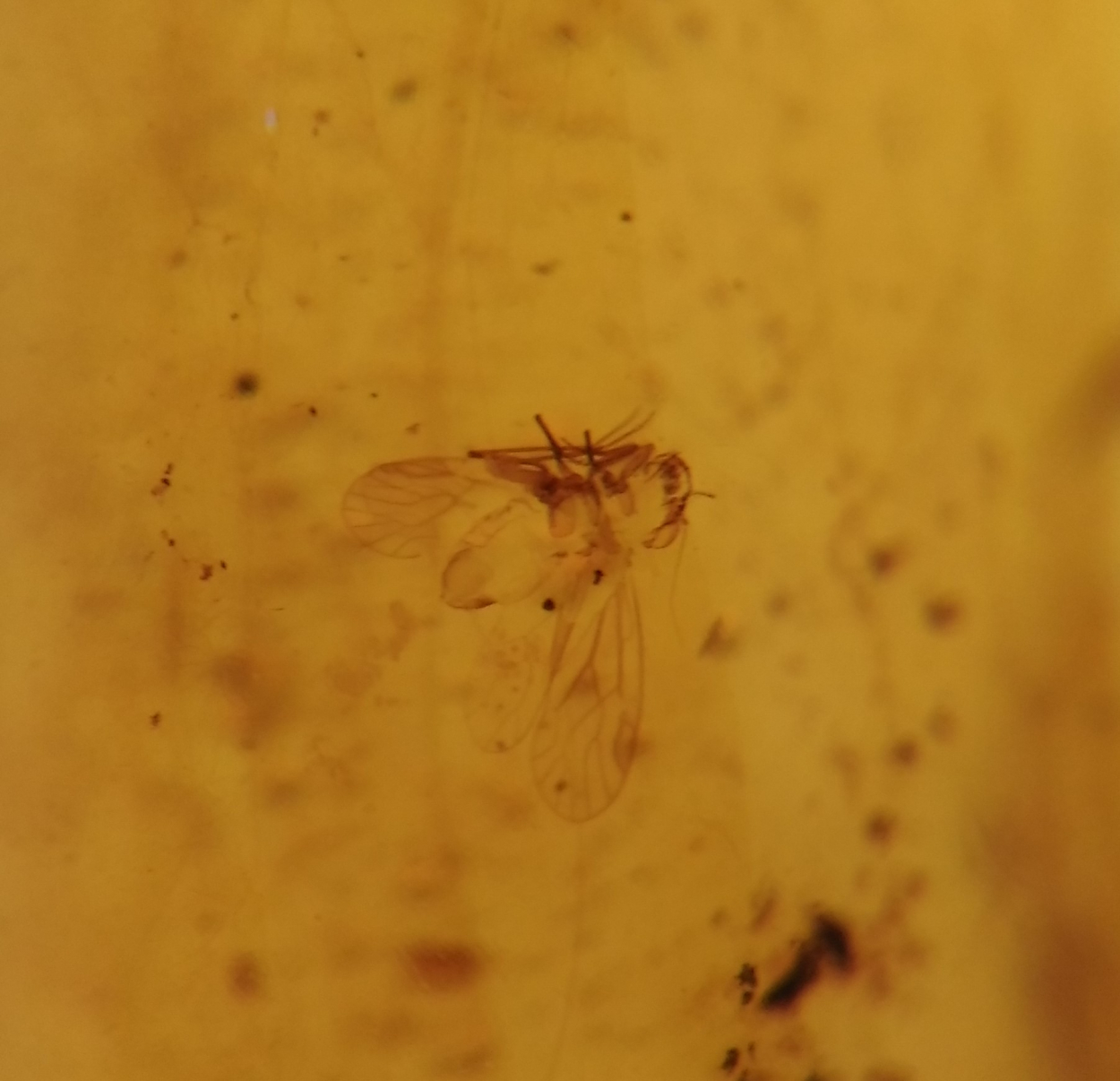 Amber With Insect