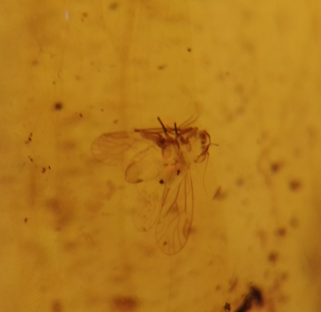 Amber With Insect