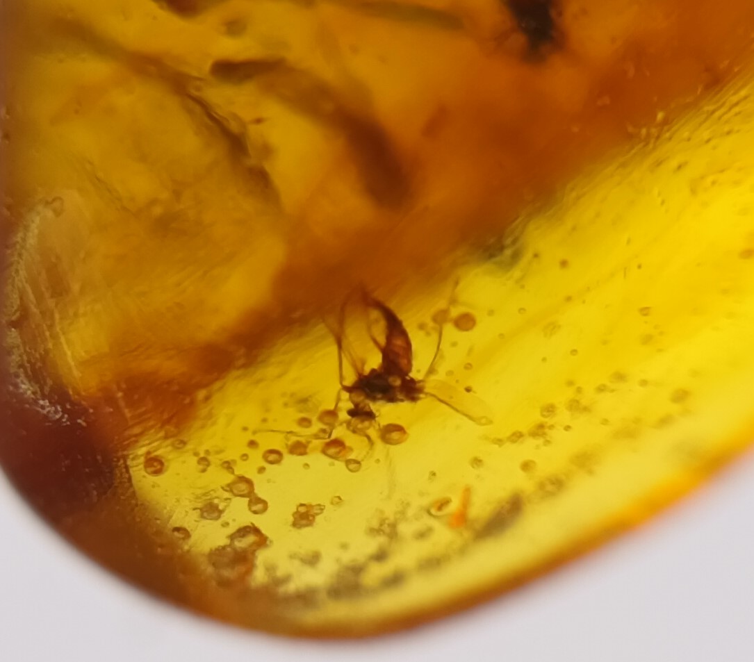 Amber With Inclusions