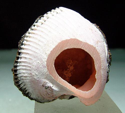 Rhodochrosite Psm Fossil Clam
