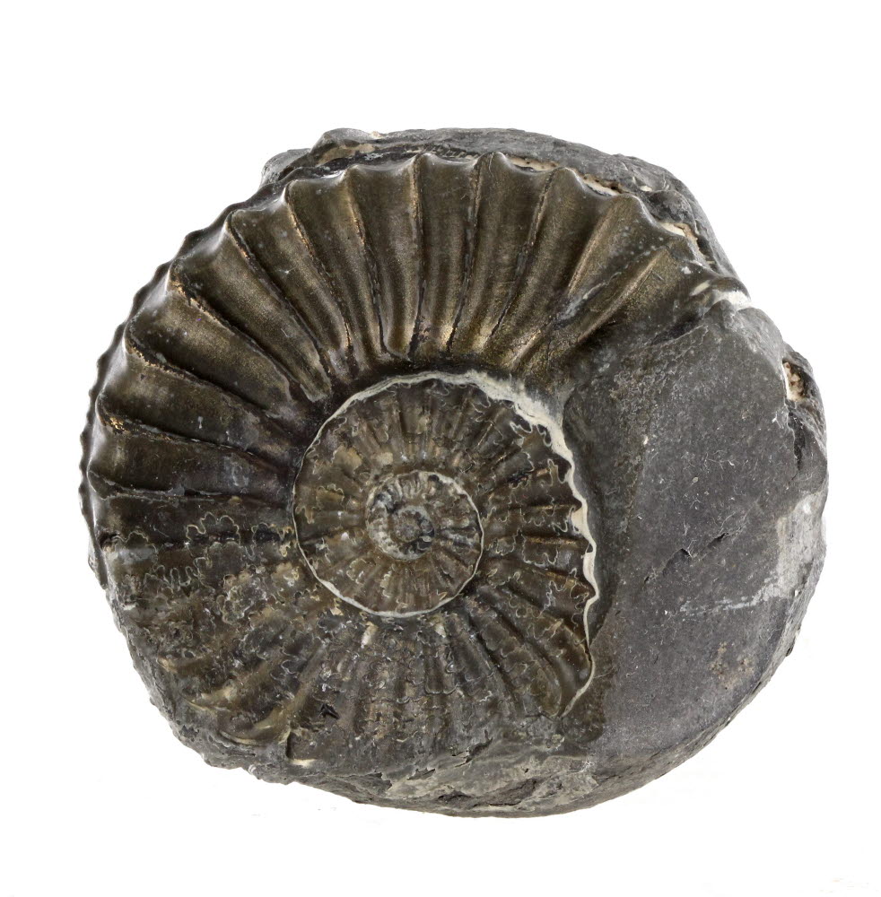 Pyritised Ammonite