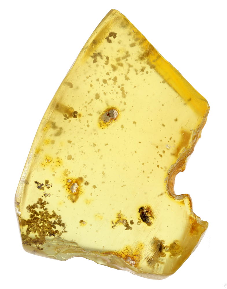 Amber With Termite Inclusions