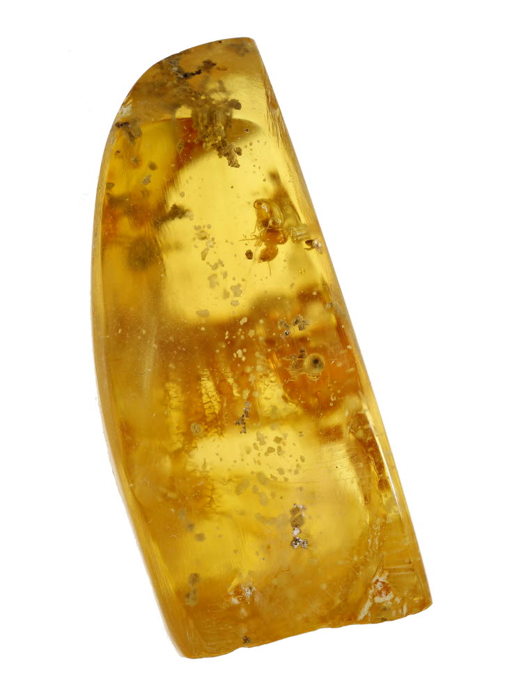 Amber With Termite Inclusions