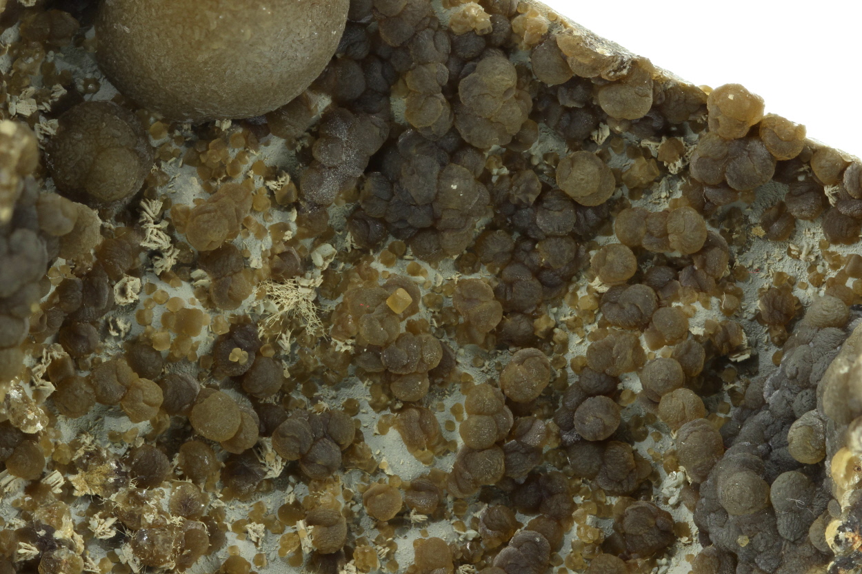Sphärosiderite